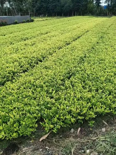 刷新纪录！全新体育跑道材料的施工方案揭秘